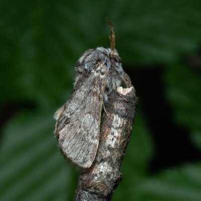 Drymonia ruficornis (hřbetozubec dubový), Podkomorské lesy, Kopeček