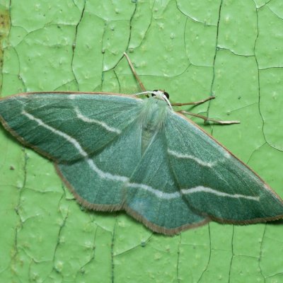 Hylaea fasciaria (běločárník smrkový), SK, Štôla