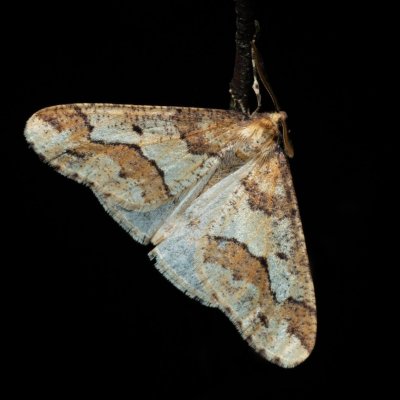 Erannis defoliaria (tmavoskvrnáč zhoubný), Helenčina studánka