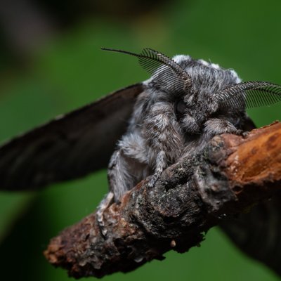 Harpyia milhauseri (hřbetozubec Milhauserův), Hády