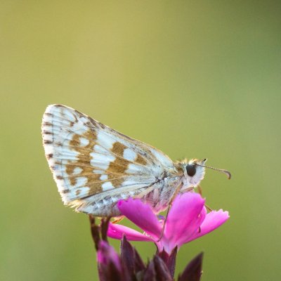 Pyrgus carthami (soumračník proskurníkový), PP Černice