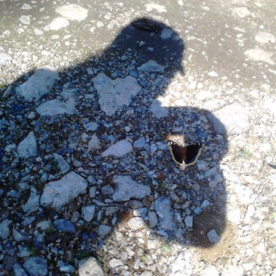 Nymphalis antiopa (babočka osiková), Košíkov