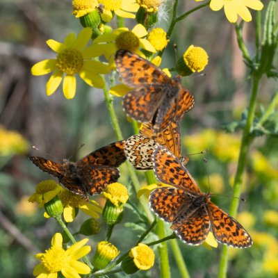 Melitaea trivia (hnědásek jižní), PR Svatý kopeček