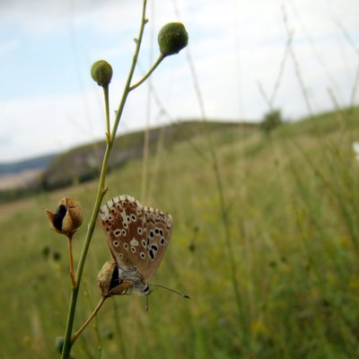 Polyommatus coridon (modrásek vikvicový), PP Malhostovické kopečky