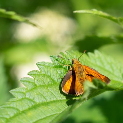 Ochlodes sylvanus (soumračník rezavý), Podkomorské lesy