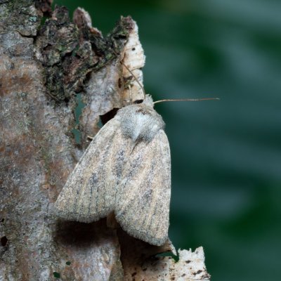 Photedes fluxa (travařka třtinová), Březina