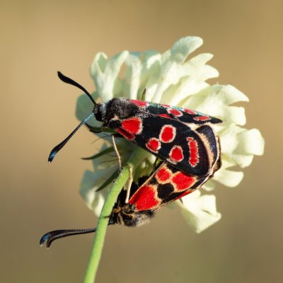 Zygaena carniolica (vřetenuška ligrusová), PR Kamenný vrch