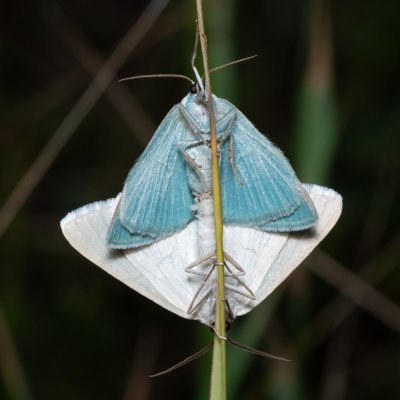 Pseudoterpna pruinata (zelenopláštník janovcový), Kývalka