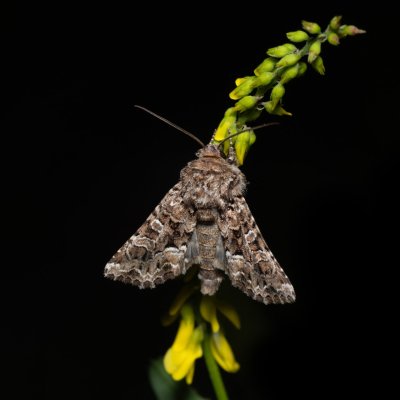 Hadena perplexa (můra tobolková), Zbýšovská halda