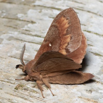 Dendrolimus pini (bourovec borový), Augšperský potok