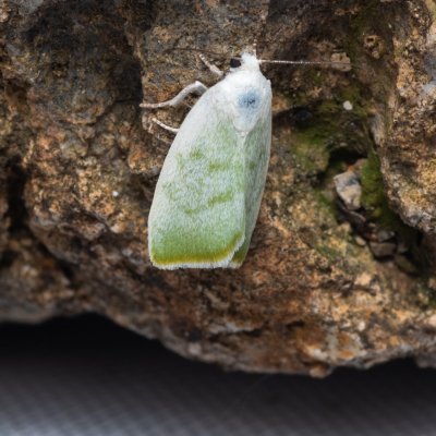 Earias vernana (zeleněnka lindová), Hády