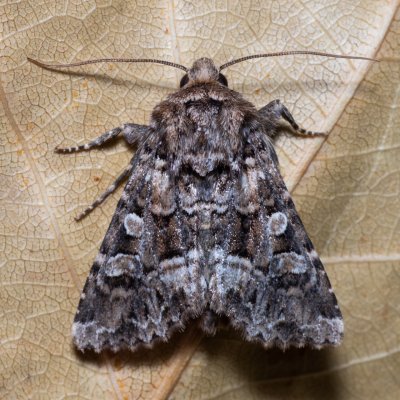 Hadena perplexa (můra tobolková), PP Na cvičišti