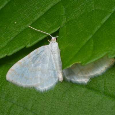 Asthena albulata (píďalka trnková), Žebětín