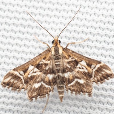 Diasemia reticularis (zavíječ okrasný), PP Pánov