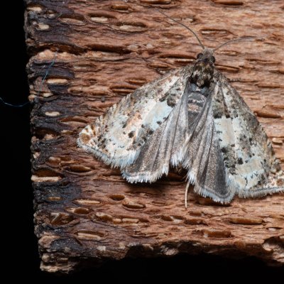 Epiblema scutulana (-), Kývalka