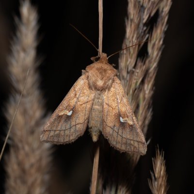 Mythimna conigera (plavokřídlec skořicový), Říčky