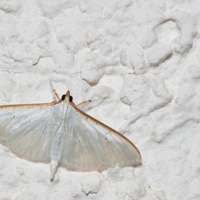 Palpita vitrealis (zavíječ průsvitný), HR, Jablanac