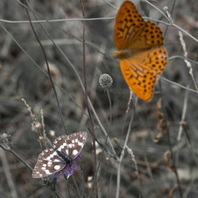 Argynnis paphia (perleťovec stříbropásek), Melanargia galathea (okáč bojínkový), SLO, Škocjanské jeskyně