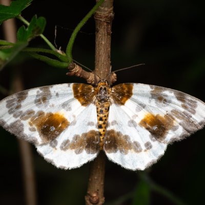 Abraxas sylvata (skvrnopásník jilmový), NPP Jeskyně Pekárna