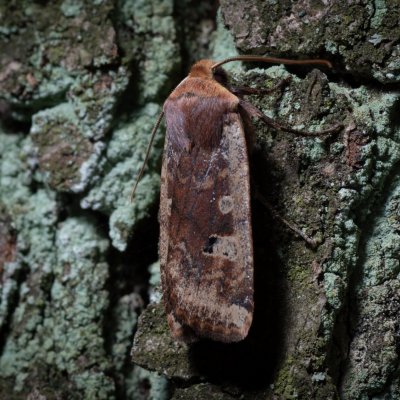 Conistra erythrocephala (zimovnice rudohlavá), Kamenný vrch