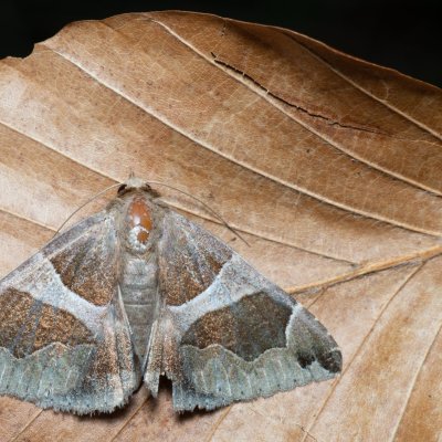 Dysgonia algira (hnědopáska temnopásá), Hrušovany u Brna