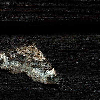 Xanthorhoe biriviata (píďalka netýkavková), SK, Štôla