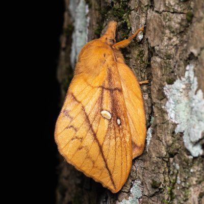Euthrix potatoria (bourovec trávový), NPP Jeskyně Pekárna
