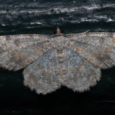 Charissa variegata (-), GR, Makrata, Korfu