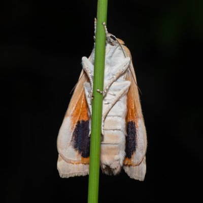 Noctua fimbriata (osenice zemáková), PR Svatý kopeček