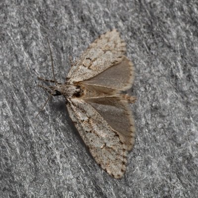 Diurnea fagella (šedivěnka jarní), Kývalka