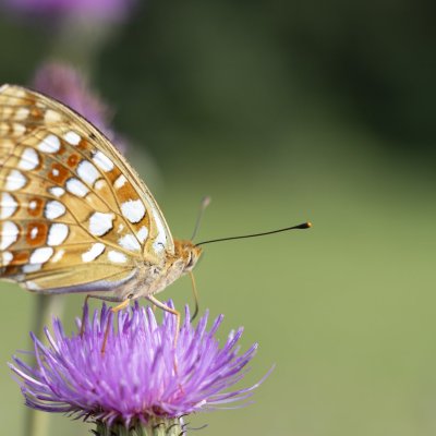 Argynnis adippe (perleťovec prostřední), PR Rakovecké stráně a údolí bledulí
