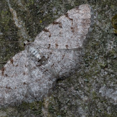 Aethalura punctulata (různorožec olšový), Augšperský potok
