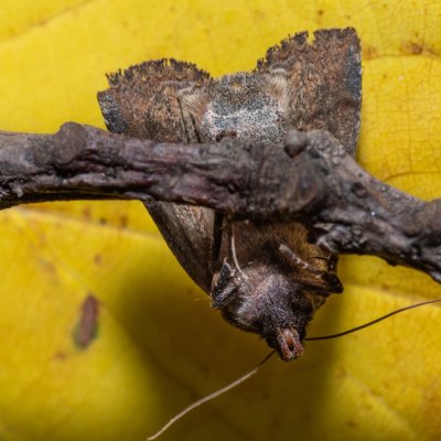 Conistra ligula (zimovnice hlohová), Žebětín