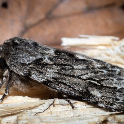 Brachionycha nubeculosa (dřevobarvec jarní), Ríšova studánka