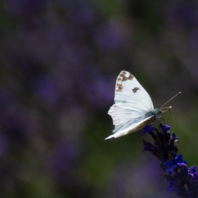 Pontia edusa (bělásek rezedkový), Starovičky