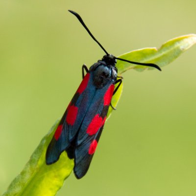 Zygaena viciae (vřetenuška komonicová), SK, Štôla