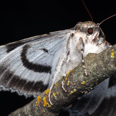 Catocala fraxini (stužkonoska modrá), Hády - odkaliště