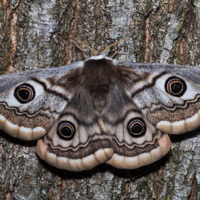 Saturnia pavoniella (martináč podobný), Devět křížů