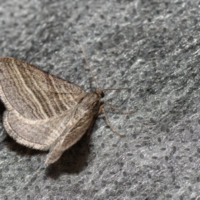 Phibalapteryx virgata (vlnočárník šerokřídlý), Havranické vřesoviště