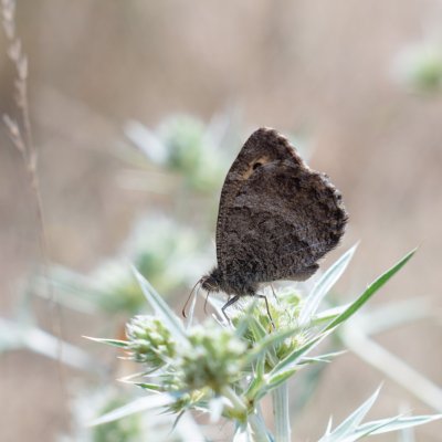 Arethusana arethusa (okáč kostřavový), Vladislav