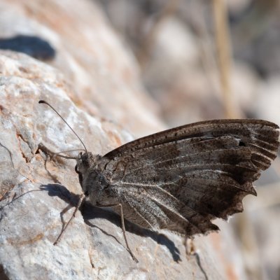 Hipparchia statilinus (okáč písečný), HR, Cesarica
