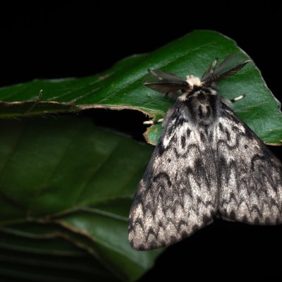 Lymantria monacha (bekyně mniška), NPP Jeskyně Pekárna