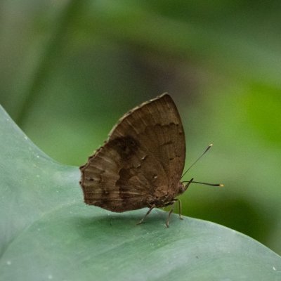 Surendra florimel (-), TH, Khao Sok