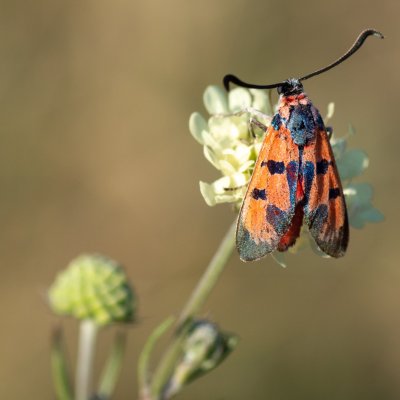 Zygaena laeta (vřetenuška pozdní), PR Kamenný vrch