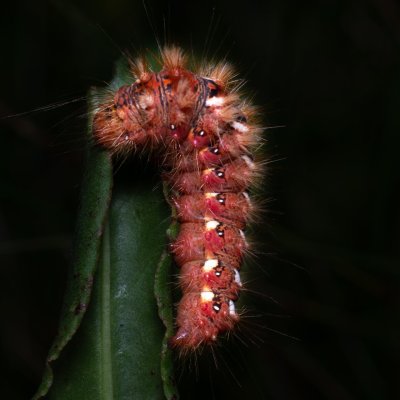 Acronicta rumicis (šípověnka hojná), Havranické vřesoviště