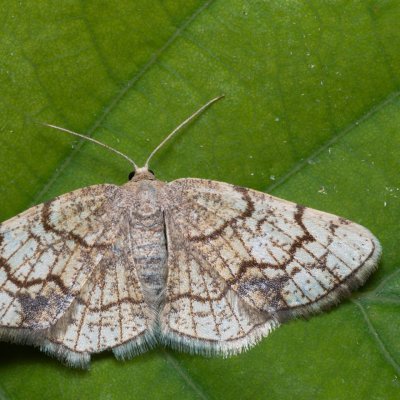 Stegania dilectaria (kropenatec topolový), Hády