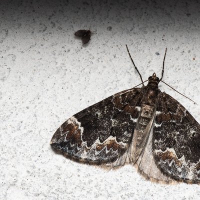 Dysstroma truncata (píďalka borůvková), Melč, Mokřinky