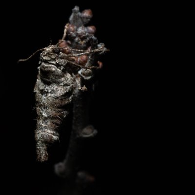 Agriopis bajaria (tmavoskvrnáč třešňový), PR Kamenný vrch