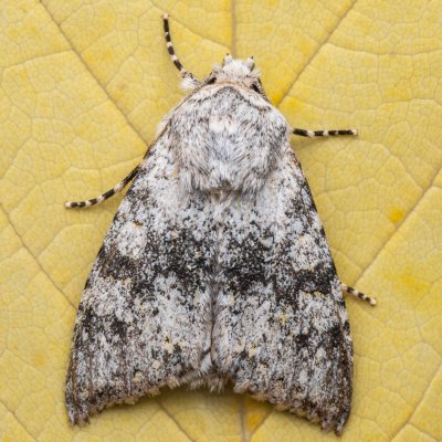 Polymixis xanthomista (pestroskvrnka podzimní), lom Perná