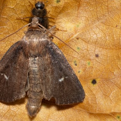 Lenisa geminipuncta (rákosnice dvoutečná), Hrabětice